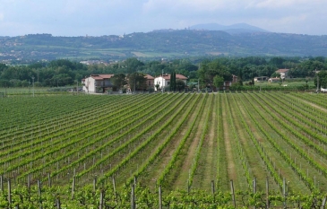 Torgiano: history, wines and crafts