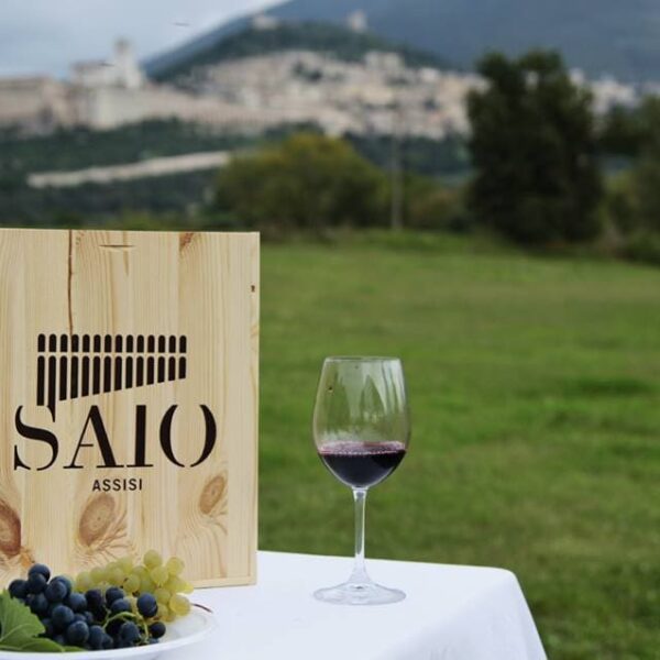 Saio