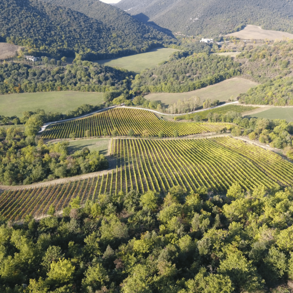 Terra del Carmine